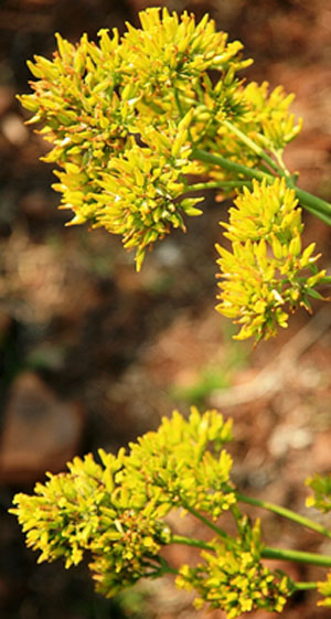 Kalanchoe rubinea flower' Photographed by Johannes Vogel